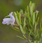 Apalachicola false rosemary